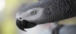 African grey parrot